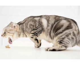 Bệnh búi lông ở mèo là gì?