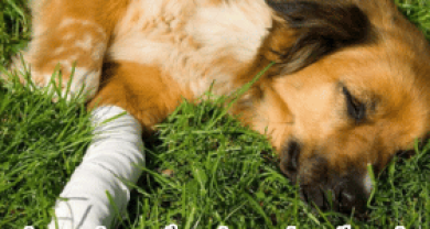 BỆNH VIÊM PHỔI TRÊN CHÓ – DẤU HIỆU NHẬN BIẾT, NGUYÊN NHÂN VÀ CÁCH ĐIỀU TRỊ HIỆU QUẢ