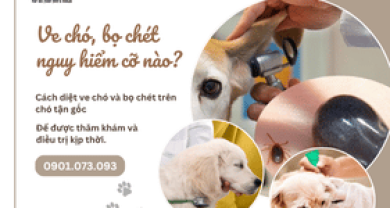 Cách diệt ve chó và bọ chét trên chó tận gốc