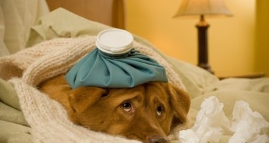 Chó bị cảm lạnh không chỉ là một vấn đề sức khỏe phổ biến