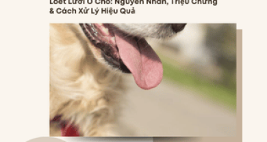 Loét Lưỡi Ở Chó: Nguyên Nhân, Triệu Chứng & Cách Xử Lý Hiệu Quả