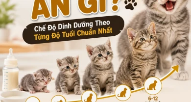 Mèo Con Ăn Gì? Chế Độ Dinh Dưỡng Theo Từng Độ Tuổi