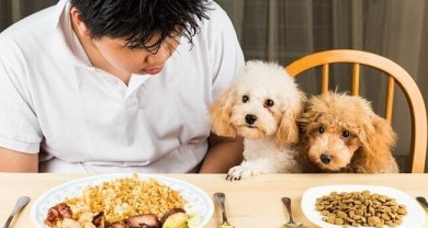 Nên cho chó ăn cơm hay hạt?