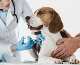 Tại sao phải chích ngừa care cho chó?