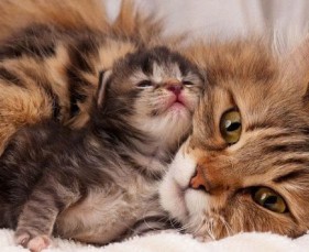 Lịch tiêm ngừa cho mèo con tại Bến Tre – Hướng dẫn chăm sóc và tiêm phòng đúng lịch