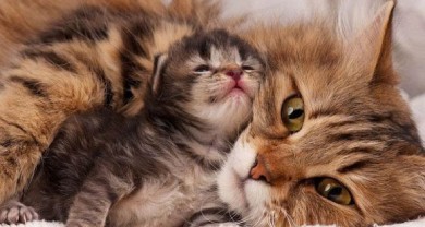 Lịch tiêm ngừa cho mèo con tại Bến Tre – Hướng dẫn chăm sóc và tiêm phòng đúng lịch