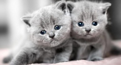 Dấu hiệu mèo bị FIP và cách xử lý, điều trị