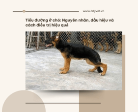 Tiểu đường ở chó: Nguyên nhân, dấu hiệu và cách điều trị hiệu quả