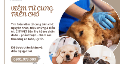 Tìm hiểu viêm tử cung trên chó: nguyên nhân, triệu chứng & điều trị