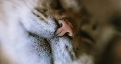 Viêm mũi khí quản do virus ở mèo