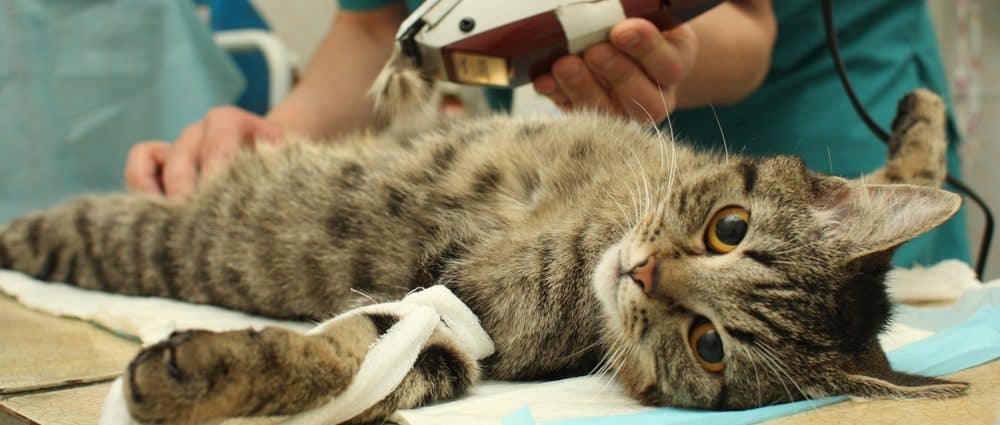 dịch vụ Điều trị - Phẩu thuật cho Chó mèo