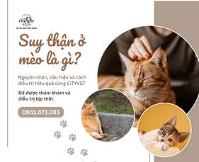 Suy Thận Ở Mèo: Dấu Hiệu, Nguyên Nhân & Cách Điều Trị Hiệu Quả