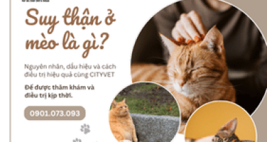 Suy Thận Ở Mèo: Dấu Hiệu, Nguyên Nhân & Cách Điều Trị Hiệu Quả