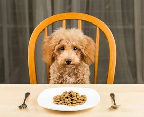 Tại sao nên cho thú cưng ăn thức ăn viên dành riêng cho chúng?