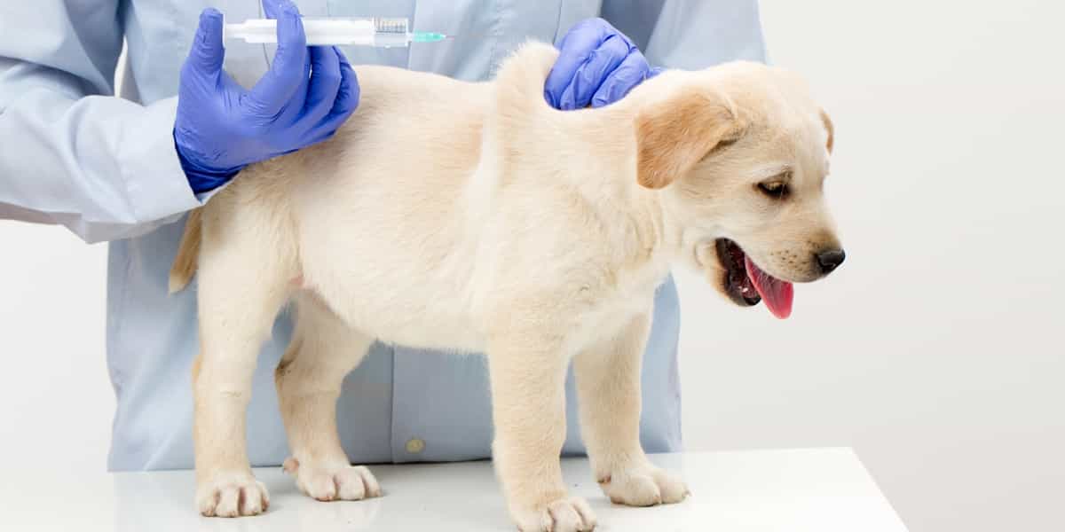 tiêm ngừa vaccine cho chó con