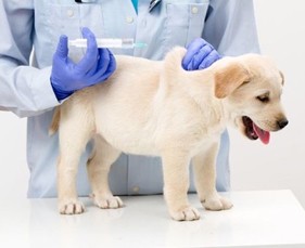Tại sao chúng ta phải tiêm ngừa vaccine cho chó con?