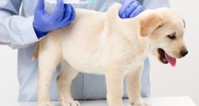 Tại sao chúng ta phải tiêm ngừa vaccine cho chó con?