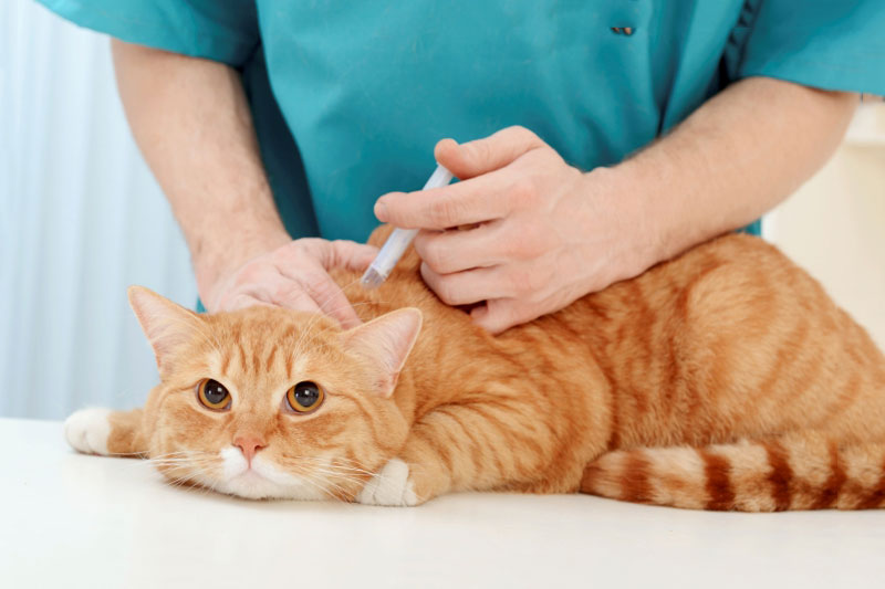 tiêm vaccine chủng ngừa bệnh cho mèo