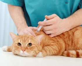 Tại sao phải tiêm vaccine chủng ngừa bệnh cho mèo?