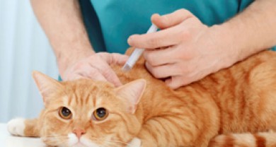 Tại sao phải tiêm vaccine chủng ngừa bệnh cho mèo?