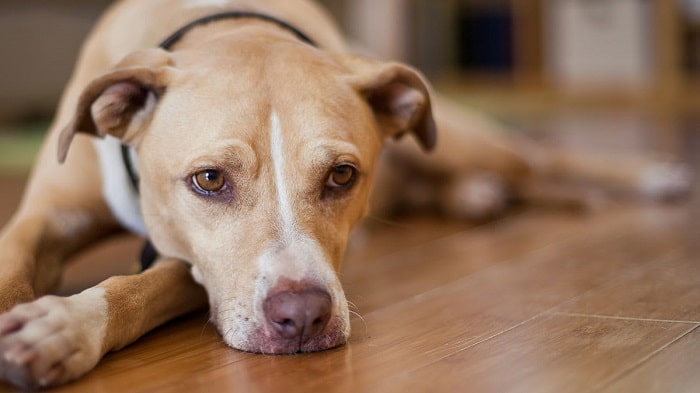Tìm hiểu về bệnh Bệnh trào ngược axit dạ dày ở loài chó
