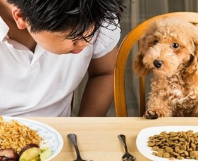 CHẾ ĐỘ DINH DƯỠNG HỢP LÍ CHO THÚ CƯNG CỦA BẠN