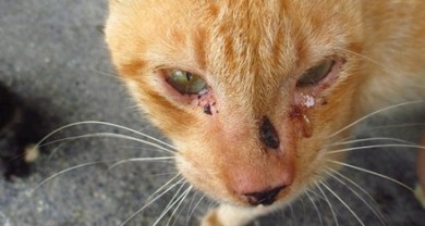 5 Lý Do Khiến Mèo Bị Chảy Nước Mắt Thường Xuyên