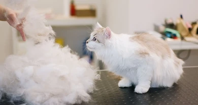 6 dấu hiệu mèo bị tắt búi lông