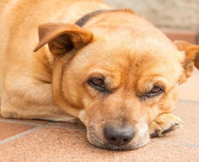 Bệnh Care ở chó