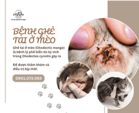 Bệnh ghẻ tai ở mèo