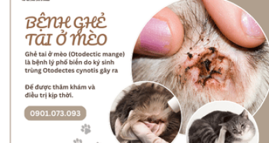 Bệnh ghẻ tai ở mèo