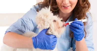 Bệnh hô hấp ở chó nguy hiểm không