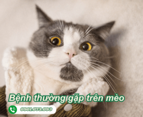 Các Bệnh Thường Gặp Trên Mèo: Cách Phòng Và Điều Trị