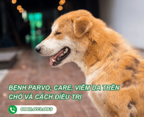 BỆNH PARVO, CARE, VIÊM DA TRÊN CHÓ VÀ CÁCH ĐIỀU TRỊ