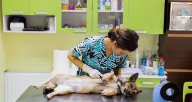 BỆNH VIÊM PHỔI TRÊN CHÓ