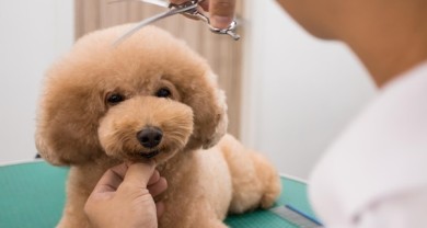 Địa chỉ cắt tỉa lông cho thú cưng ở BẾN TRE