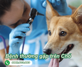 Các Bệnh Thường Gặp Trên Chó Và Cách Điều Trị Hiệu Quả