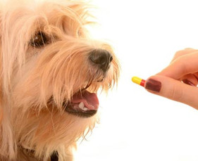 Cách để Cho chó uống thuốc viên