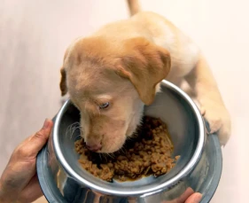 Chăm sóc chó con mồ côi hoặc chó mẹ ít sữa đúng cách