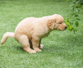 Tiêu chảy là một trong những vấn đề tiêu hoá thường gặp ở chó