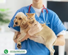 Dịch Vụ Cấp Cứu Chó Mèo Tại Bến Tre