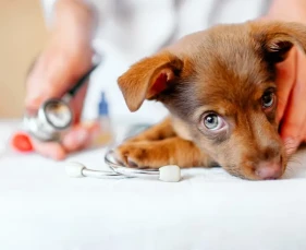 Giun móc ở chó: Dấu hiệu, cách điều trị và phòng ngừa hiệu quả