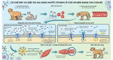 Hạ canxi huyết sau sinh