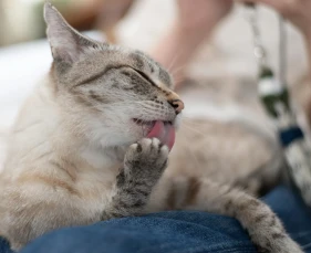 Rụng lông ở mèo là hiện tượng sinh lý hay dấu hiệu bệnh lý