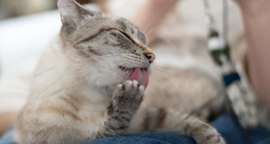 Rụng lông ở mèo là hiện tượng sinh lý hay dấu hiệu bệnh lý