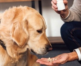 Vì sao phai sổ giun cho chó và mèo con