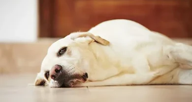 VIÊM GAN TRÊN CHÓ